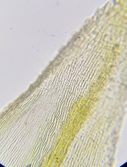 Scleropodium cespitans