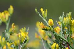 Anthyllis hermanniae corsica