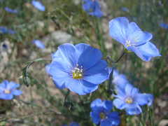 Linum lewisii