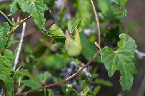 Image of Ipomoea rupicola by (c) Michelle W. （鍾偉瑋）, some rights reserved (CC BY)