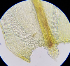Scleropodium cespitans