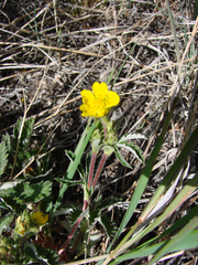 Potentilla gracilis