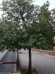 Cercis siliquastrum