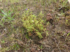 Oxalis exilis