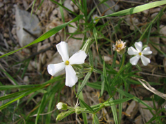Phlox longifolia