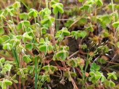 Oxalis exilis