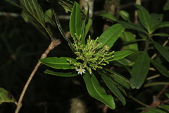 Scaevola montana