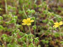 Oxalis exilis
