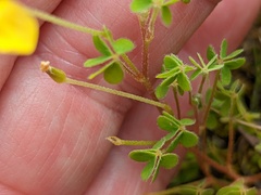 Oxalis exilis