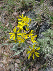 Crepis occidentalis