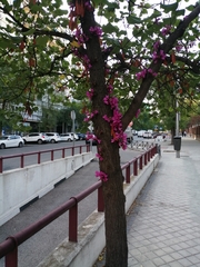 Cercis siliquastrum