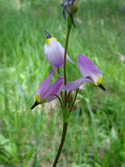 Primula tetrandra