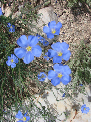 Linum lewisii