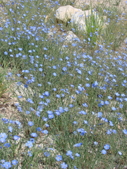 Linum lewisii