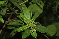 Scaevola montana
