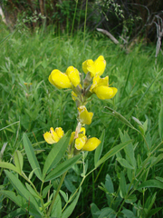 Thermopsis montana