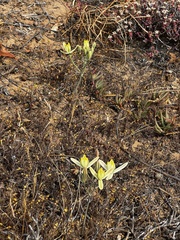 Albuca longipes