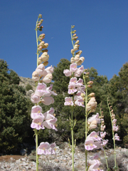 Penstemon palmeri