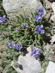 Polemonium viscosum