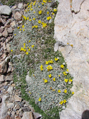 Eriogonum caespitosum