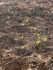 Albuca longipes
