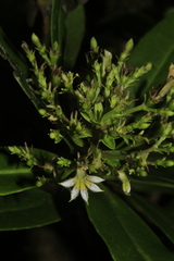 Scaevola montana