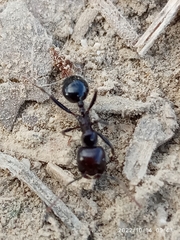 Messor barbarus