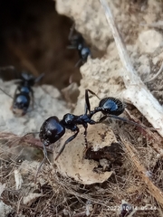 Messor barbarus
