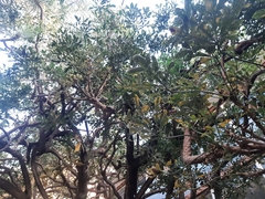 Cussonia