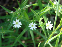 Pseudostellaria jamesiana