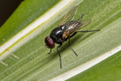 Hydrotaea