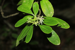 Scaevola montana