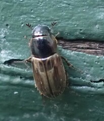 Melinopterus