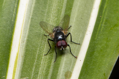 Hydrotaea