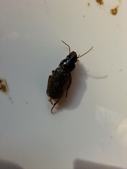 Harpalus rufipes