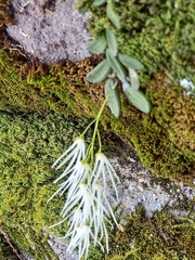 Dendrobium linguiforme