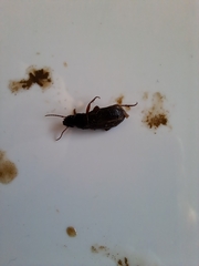 Harpalus rufipes