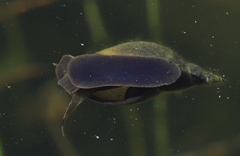 Lymnaea stagnalis