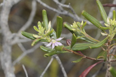 Scaevola montana