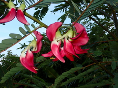 Sesbania grandiflora