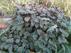 Plectranthus ciliatus