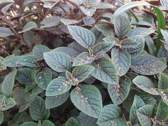Plectranthus ciliatus