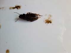 Harpalus rufipes
