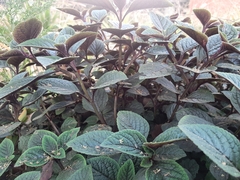 Plectranthus ciliatus