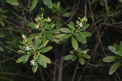 Scaevola montana