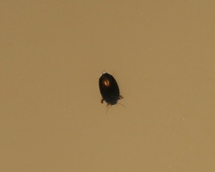 Agabinae