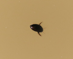 Agabinae