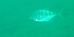 Flavocaranx bajad