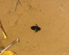 Agabinae