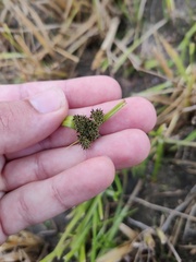 Cyperus difformis